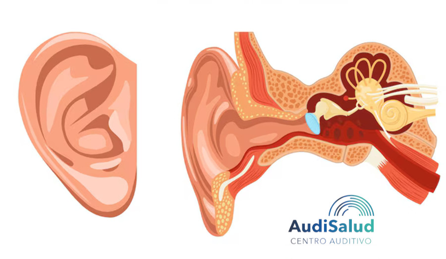 ¿Cuáles son las partes del oído y qué función cumple cada una en el proceso de audición?
